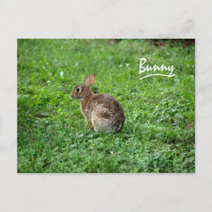 Bunny Vykort