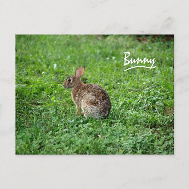 Bunny Vykort (Framsida)