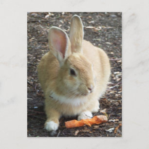 Bunny Vykort