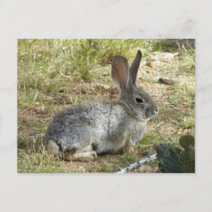 Bunny Vykort
