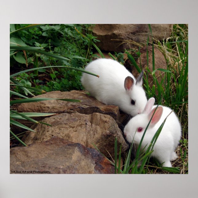 Bunny whisper poster (Framsidan)