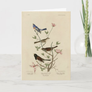 Bunting, Sparrow, Junco, (Finches) Audubon's Birds Kort