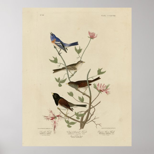 Bunting, Sparrow, Junco, (Finches) Audubon's Birds Poster (Framsidan)