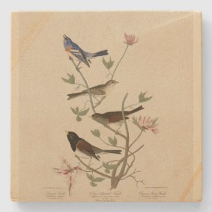 Bunting, Sparrow, Junco, (Finches) Audubon's Birds Stenunderlägg