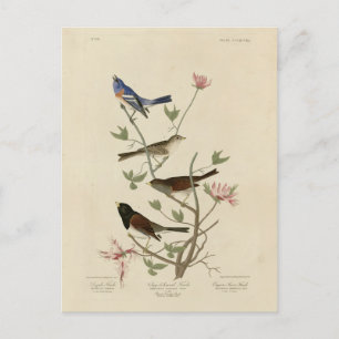 Bunting, Sparrow, Junco, (Finches) Audubon's Birds Vykort