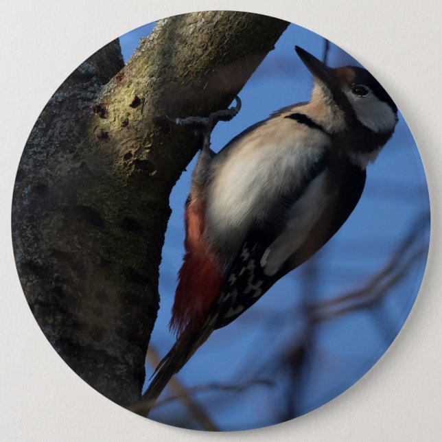 Buntspecht Knapp (Framsida)