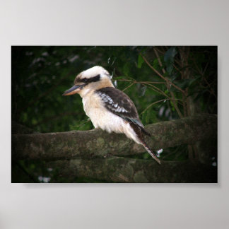 Bunya Mountains Kookaburra Poster