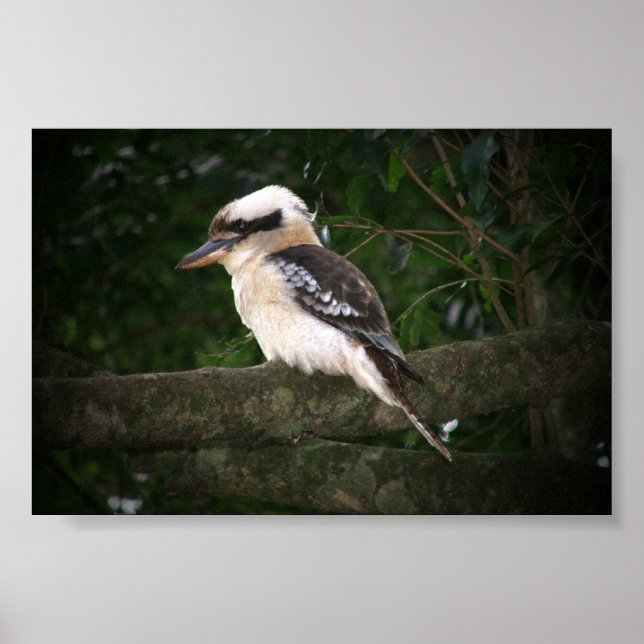 Bunya Mountains Kookaburra Poster (Framsidan)