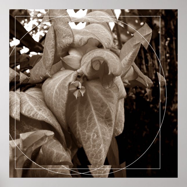 Buquê de folhas poster (Framsidan)