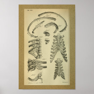 Bur 1850 för stöd för vintageanatomitryck poster