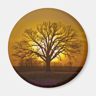 Bur Oak Sunset Magnet