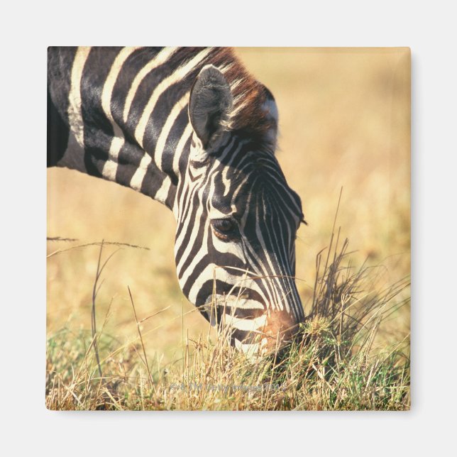 Burchells zebra 2 magnet (Framsidan)