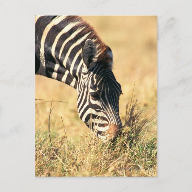 Burchells zebra 2 vykort (Framsida)