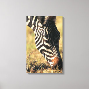 Burchells zebra canvastryck