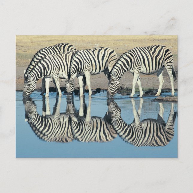 Burchells zebra (Equus burchelli) Vykort (Framsida)