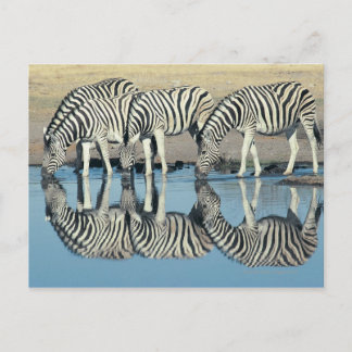 Burchells zebra (Equus burchelli) Vykort