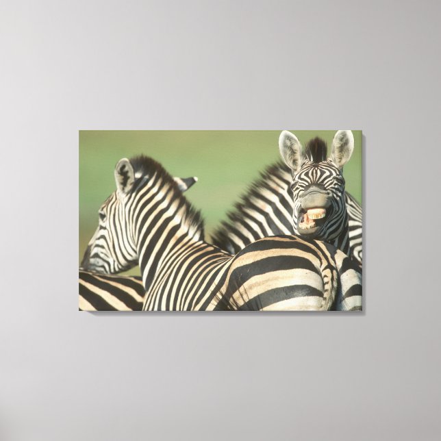 Burchells Zebra (Equus burchellii). Tala Canvastryck (Framsida)