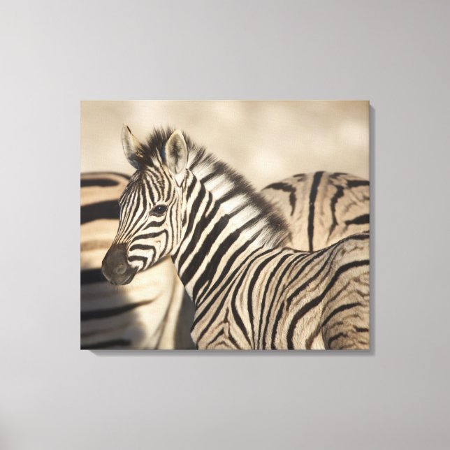 Burchells Zebra (Equus quagga burchellii) Canvastryck (Framsida)