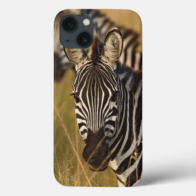 Burchells zebra i högt sommargräs, Masai (Baksida)