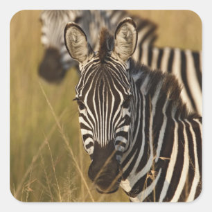 Burchells zebra i högt sommargräs, Masai Fyrkantigt Klistermärke