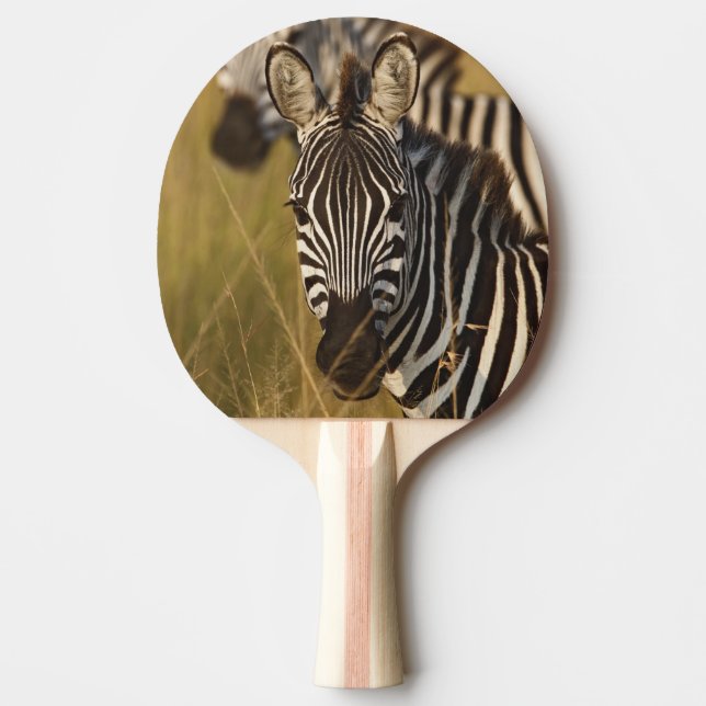 Burchells zebra i högt sommargräs, Masai Pingisracket (Framsidan)