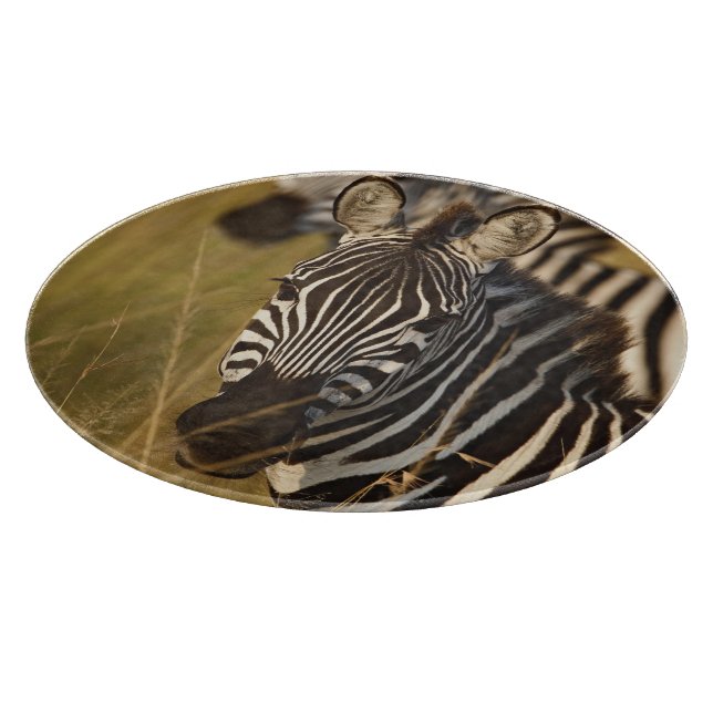 Burchells zebra i högt sommarsgräs, Masai (Hörn)