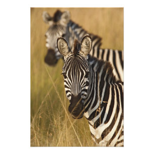Burchells zebra i högt sommarsgräs, Masai Fototryck