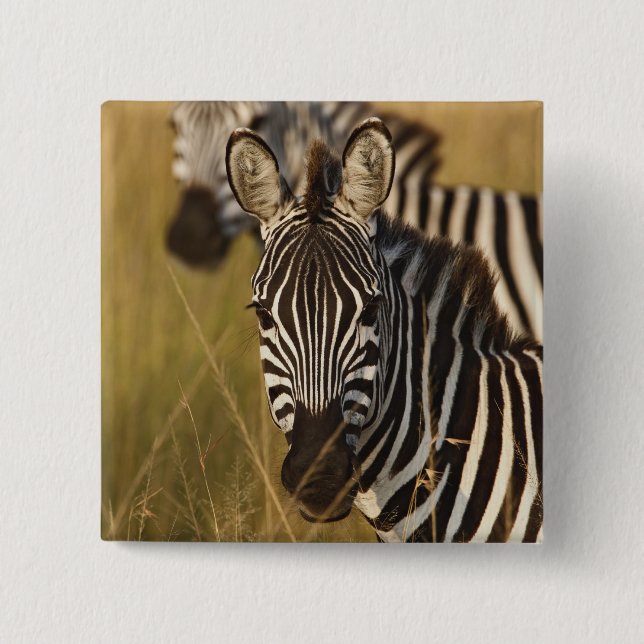 Burchells zebra i högt sommarsgräs, Masai Knapp (Framsida)