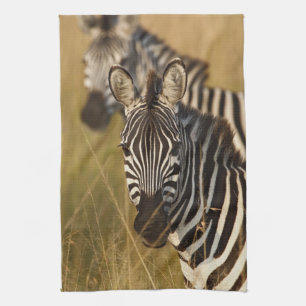 Burchells zebra i högt sommarsgräs, Masai Kökshandduk