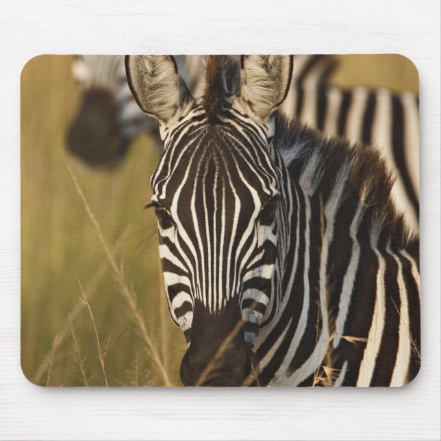 Burchells zebra i högt sommarsgräs, Masai Musmatta (Framsidan)