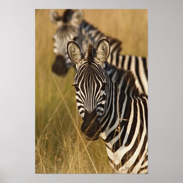 Burchells zebra i högt sommarsgräs, Masai Poster (Framsidan)