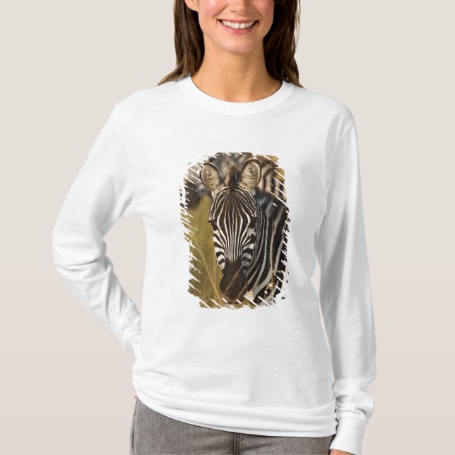 Burchells zebra i högt sommarsgräs, Masai Tröja (Framsida)