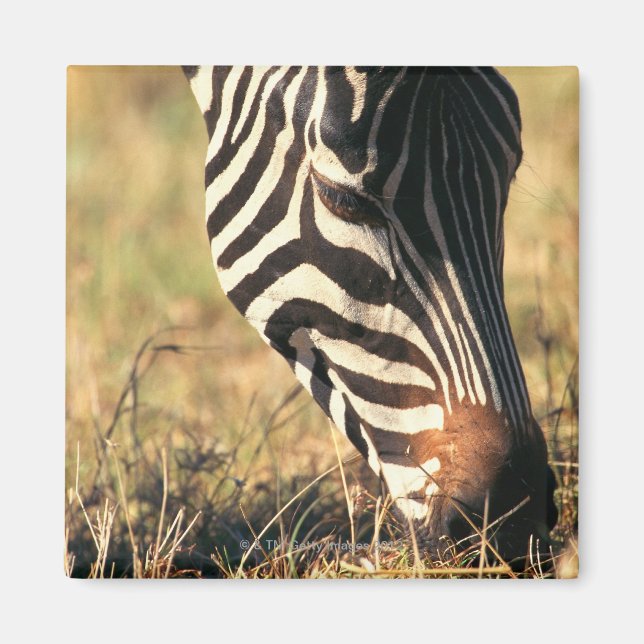 Burchells zebra magnet (Framsidan)