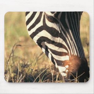 Burchells zebra musmatta