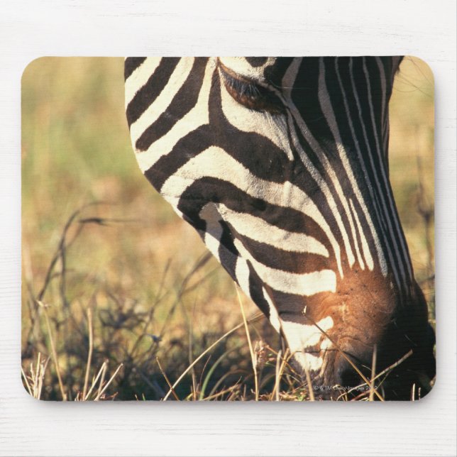 Burchells zebra musmatta (Framsidan)
