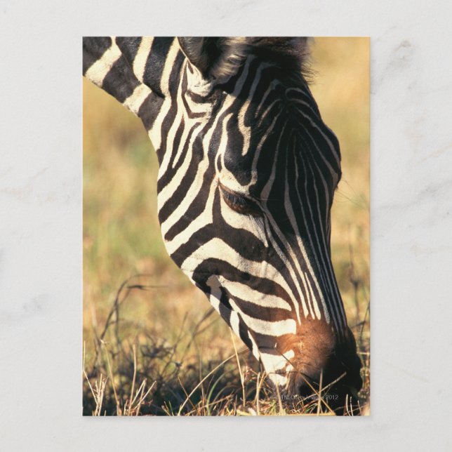 Burchells zebra vykort (Framsida)