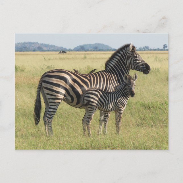 Burchells zebra-vykort, mor med föl vykort (Framsida)