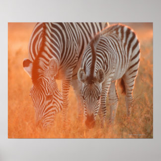 Burchells Zebröder, Equus burchelli bete sig på Poster