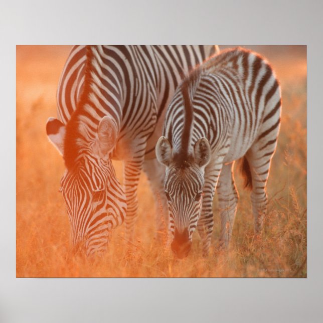Burchells Zebröder, Equus burchelli bete sig på Poster (Framsidan)