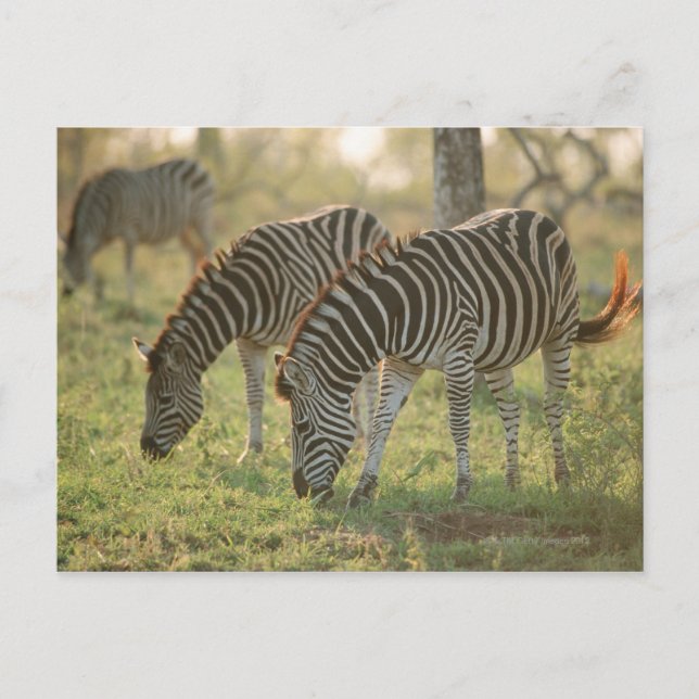 Burchells Zebröder, Equus burchelli-bete. Vykort (Framsida)