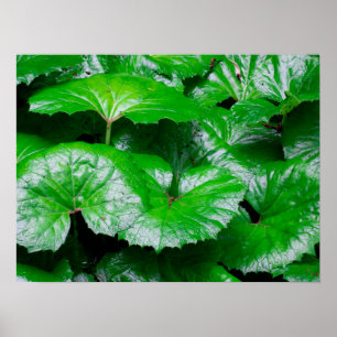 Burdock Lövs - Abstrakt Foto av naturen Poster