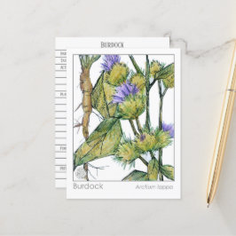 Burdock Materia Medica Herbal Plant Studcard Vykort