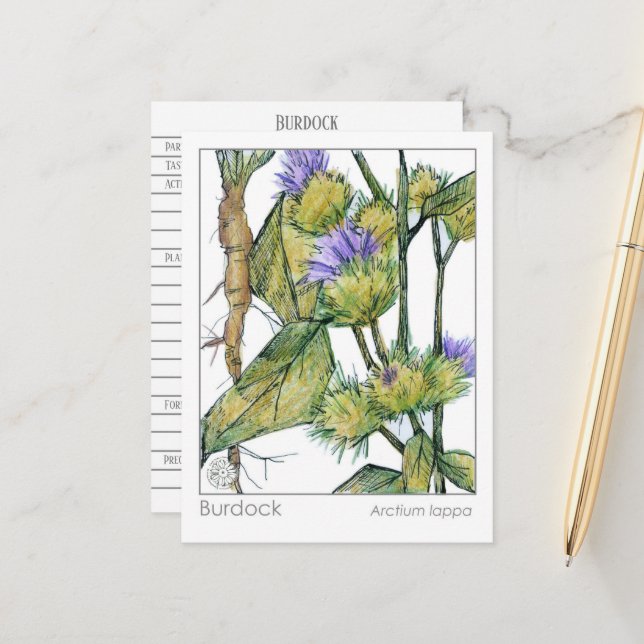 Burdock Materia Medica Herbal Plant Studcard Vykort (Fram/Back In Situ)