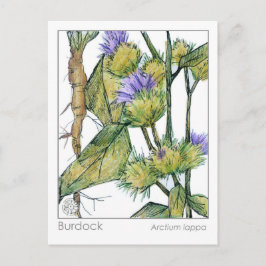 Burdock Materia Medica Herbal Plant Studcard Vykort