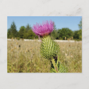 Burdock Thistle-vykort Vykort