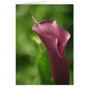 Burgandy Calla Lily Hälsningskort