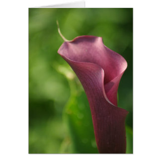 Burgandy Calla Lily Hälsningskort