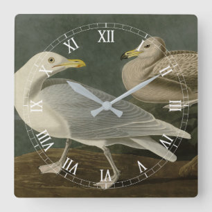 Burgomaster Gull från Audubon's Birds of America Fyrkantig Klocka