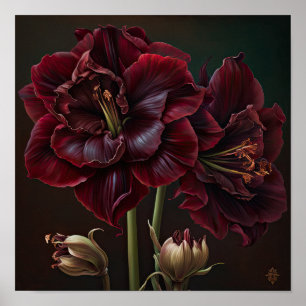 Burgunder Amaryllis Blomma Konsttryck Poster