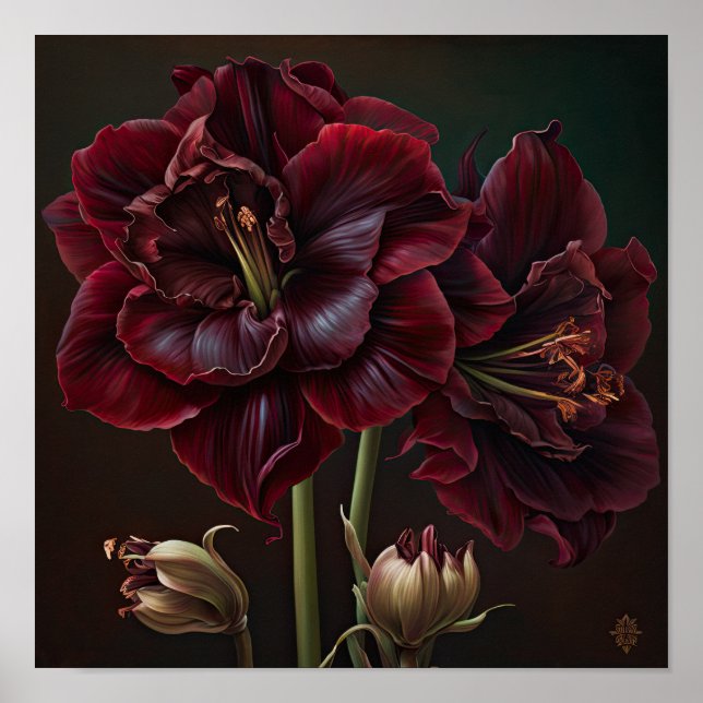 Burgunder Amaryllis Blomma Konsttryck Poster (Framsidan)